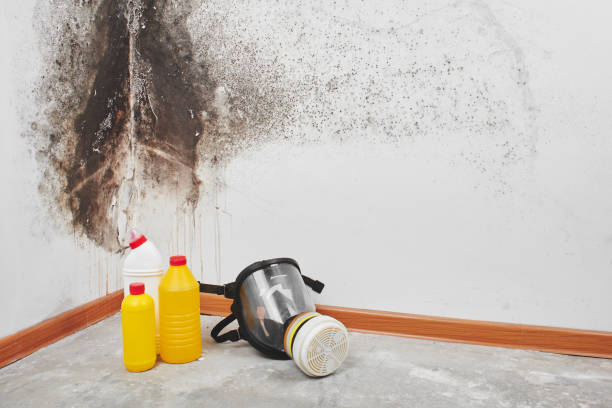 Best Emergency Mold Removal  in Crown Heights, NY