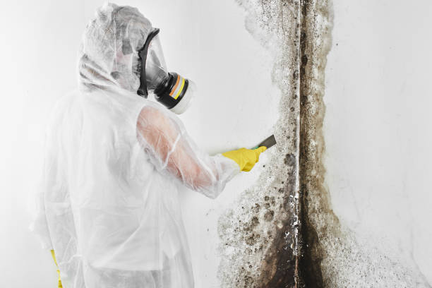 Best Residential Mold Removal  in Crown Heights, NY