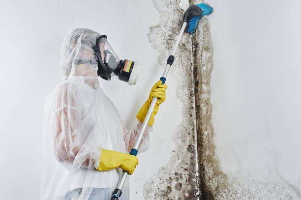 Mold Removal Process in Crown Heights, NY