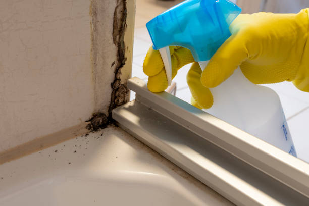 Certified Mold Removal in Crown Heights, NY