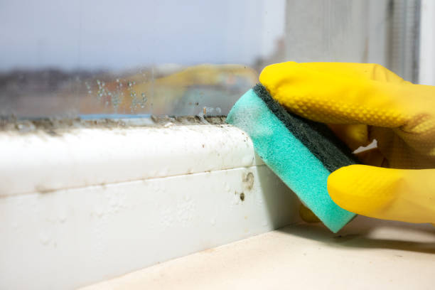 Best Mold Removal Company Near Me  in Crown Heights, NY