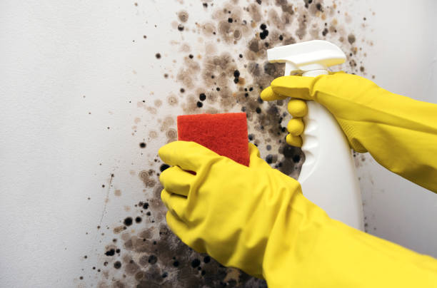Best Same-Day Mold Removal  in Crown Heights, NY
