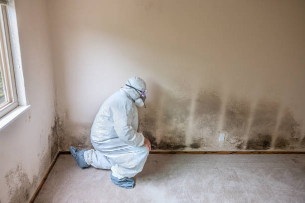 Best Mold Cleaning Services  in Crown Heights, NY