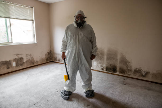 Attic Mold Removal in Crown Heights, NY