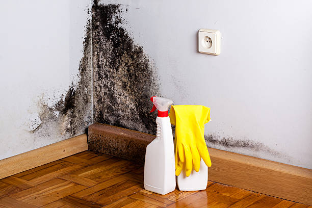 Best Crawl Space Mold Removal  in Crown Heights, NY