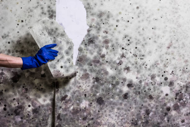 Best Affordable Mold Removal  in Crown Heights, NY