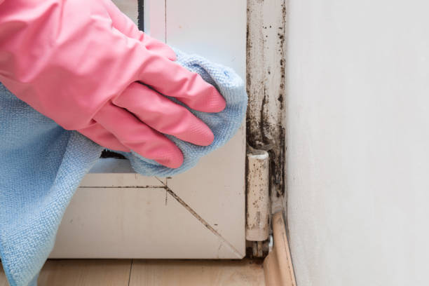 Best Local Mold Removal Service  in Crown Heights, NY